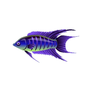 Violet Twilight Paradise Fish